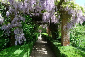 Wisteria in the Rose Garden