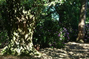 Tree at in the Grove