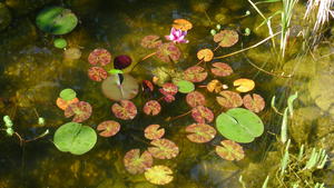  Biotope at Chalet Solitude