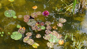 Biotope at Chalet Solitude