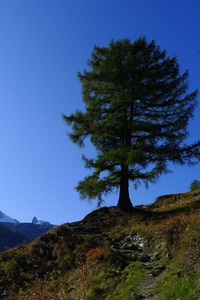 Above Zermatt