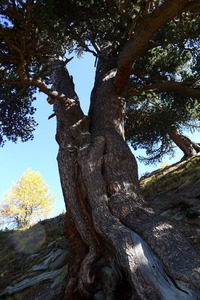 Above Zermatt