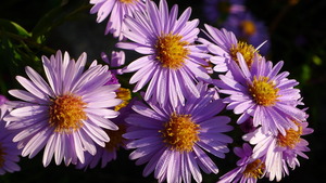 Asters at Haus Sonne