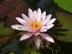 In the pond at Solitude