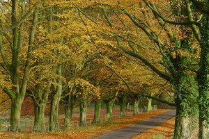 Near Hinton Ampner