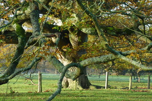 Old oak at Brockwood Park