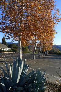 In Ojai