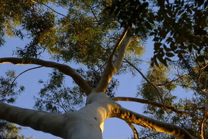 Eucalyptus at Pepper Tree Retreat