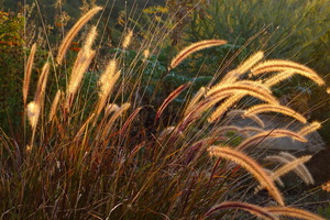 Grasses