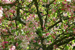 Cherry Tree at the Centre