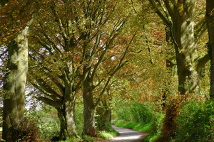 Spring Beeches