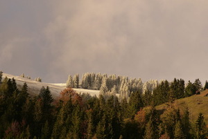 Rodomont