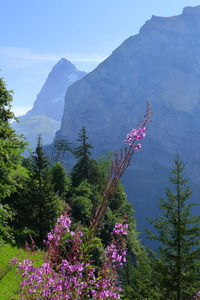 In Muerren