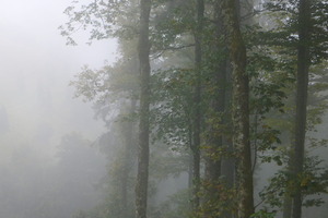 Misty Black Forest