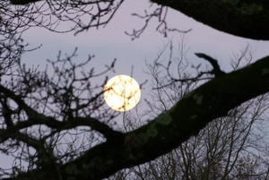 Brockwood Moon - November