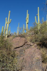 Saguaro Cacti