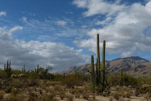 Desert Day