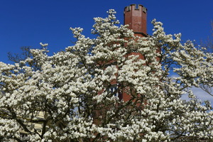 Magnificent magnolia