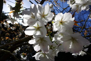 Blossoms in the sun