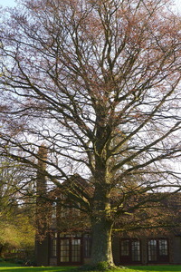 Tree over the Centre
