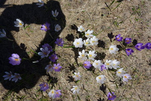 Shadowed flowers
