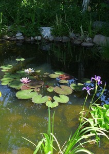 Upper Biotope at Chalet Solitude