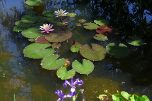 Water Lilies on Chalet Solitude Biotope