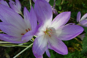 Autumn crocus around Brockwood