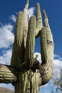 Quite an old guy cactus