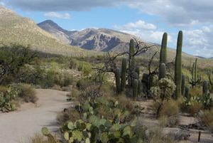 Walking from Tucson