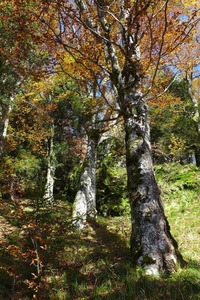 In the Black Forest