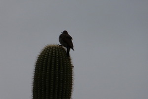 Birdie on a cactus