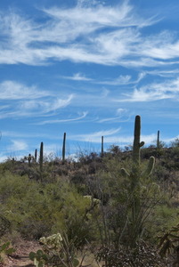 Saguaros outside Tucson