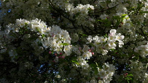 Apple Blossoms!