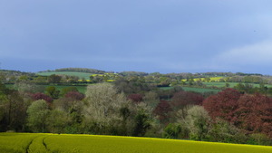 Summer Fields around Brockwood