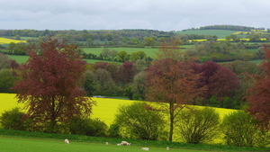Rapeseed Fields and Copper Beeches