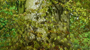 A Beech Tree below Brockwood