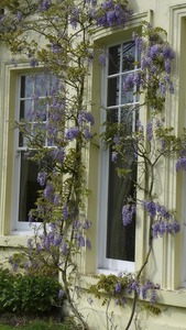 Wisteria outside the dining room at Brockwood