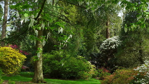 Handkerchiefs in the Grove