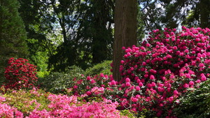 Azaleas and Rhododendrons in the Grove