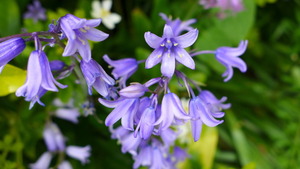 Bluebells