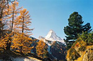 The Matterhorn with Larches