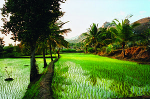 Rishi Valley rice field