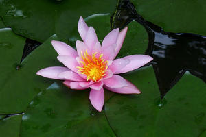 Water Lily at Chalet Solitude