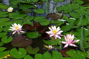 Pond at Chalet Solitude