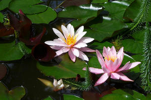 More water lilies