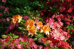 Close up of azaleas