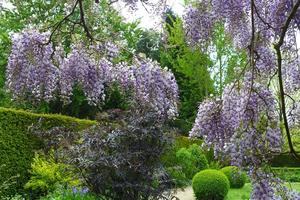 Wisteria in the Rose Garden