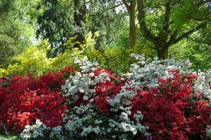 Azaleas