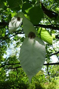 Another handkerchief on the tree